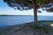 Empty wooden bench at lake beach crossing boat canal with single tree in carcans village France