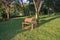 An empty wooden bench sits amidst a lush, leafy park