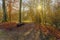 Empty wooden benchs in the old city park, falling leaves, sunny weather, picturesque autumn landscape, sunbeams colorful trees