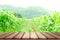 Empty Wooden board top table in front of blurred corn field background. Perspective wood in blurred green corn farm background for