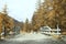 Empty wooden bridge at autumn on italian alps