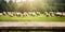 The empty wooden brown table top with blur background of sheep pasture. Exuberant.