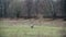 An empty wooden sitting bench around a field of a forest in Berlin