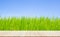 Empty wooden table perspective on blur green rice plant and blue sky background. vegetable with organic fertilizer. environmental