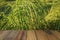 Empty wooden table on rice plants and ears of rice background. Mock up for your product display or montage