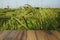 Empty wooden table on rice plants and ears of rice background. Mock up for your product display or montage