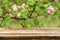 Empty wooden table with spring background of blossoming wild apple tree. Mock up for products display or montage