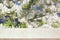 Empty wooden table on a spring blurred background with flowering branches of Apple