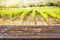 Empty wooden table top, sunny vineyard background, ready to use for display of your products