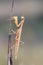 Empusa pennata praying mantis on a branch isolated