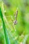empusa pennata praying mantis, Insect on blade of grass