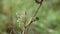 Empusa pennata praying mantis with rain drops on a dry branch