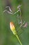Empusa sp. in Turkey, conehead mantis