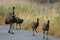 Emu in Australia