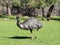 Emu, the Australia largest bird.