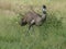 Emu in australien