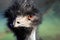 Emu bird close- Dromaius novaehollandiae