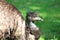 Emu Bird Dromaius novaehollandiae