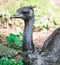 Emu bird Dromaius novaehollandiae. Close up shot of EMU bird. Emu is the second-largest living bird by height