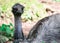 Emu bird Dromaius novaehollandiae. Close up shot of EMU bird. Emu is the second-largest living bird by height