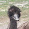 Emu bird Florida zoo animals