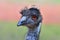 Emu bird head, detail on the head of a large bird with striking orange eyes.