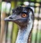 Emu bird head and neck