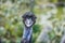 Emu Bird head in Wilderness. Wild Bird Emu