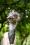 Emu Bird Large Close Up Head Face Vertical