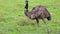 Emu Bird in Nature