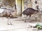 Emu birds