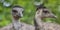 Emu birds, Dromaius novaehollandiae