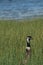 Emu checking out the action in tall grass near lake