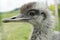 Emu chick - emu chick in profile starring to camera
