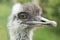 Emu chick head. Closeup of young emu chick in profile.