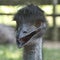 Emu Conversation with Crazy Head Feathers