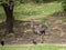 Emu couple grazing in the zoo