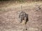 Emu couple grazing in the zoo