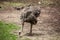 Emu couple grazing in the zoo