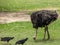 Emu couple grazing in the zoo