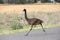 Emu crossing road