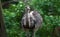 Emu (Dromaius novaehollandiae)