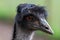 Emu (dromaius novaehollandiae