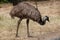 Emu Dromaius novaehollandiae.