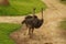 Emu Dromaius novaehollandiae adult at a farm on Kangaroo Island, South Australia