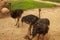 Emu Dromaius novaehollandiae adult at a farm on Kangaroo Island, South Australia