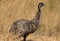 Emu, dromaius novaehollandiae, Adult standing in Long Grass, Australia