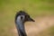 The Emu Dromaius novaehollandiae,  Australian  largest native bird,relative of ostrich