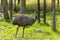 The Emu Dromaius novaehollandiae,  Australian  largest native bird,relative of ostrich