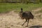 The Emu Dromaius novaehollandiae,  Australian  largest native bird,relative of ostrich.